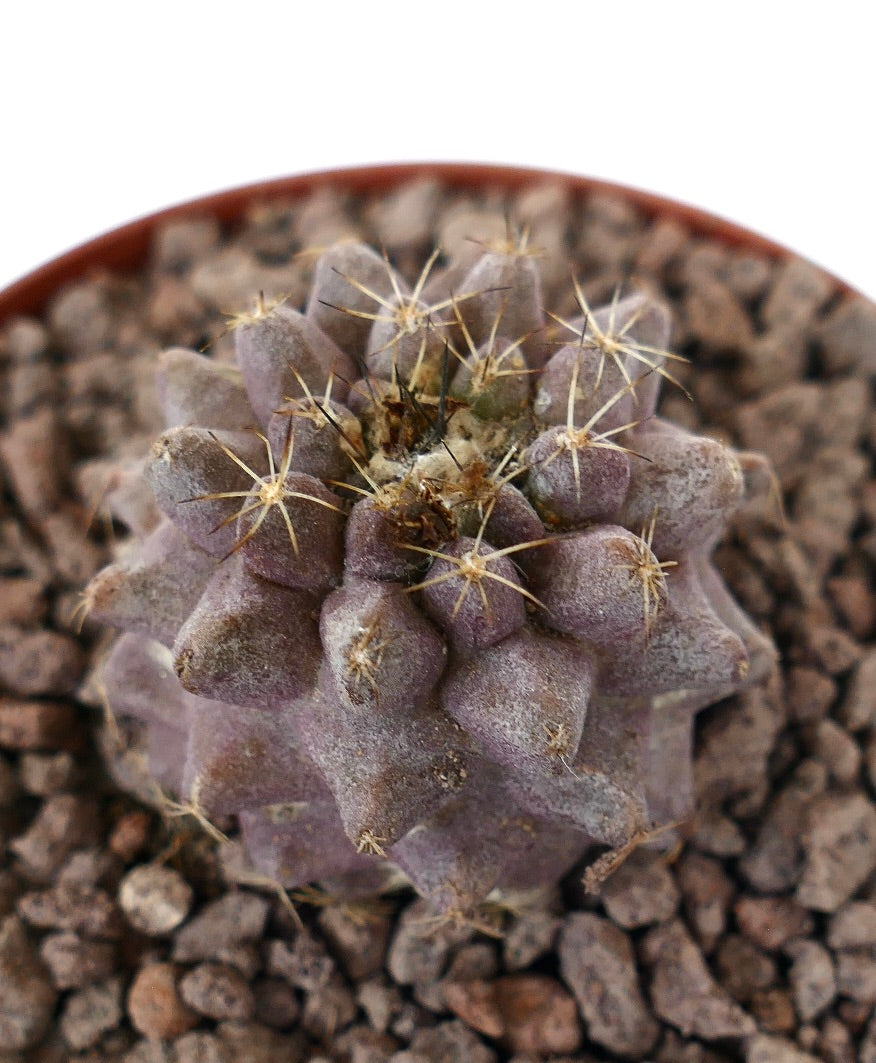 Copiapoa serpentisulcata x humilis compacte paarse vetplant cactus met fijne stekels en gestructureerd oppervlak