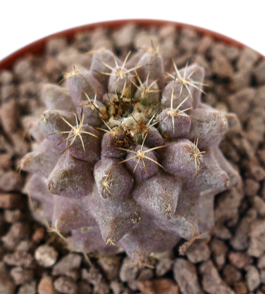 Copiapoa serpentisulcata x humilis zeldzame paarse vetplant cactus met scherpe stekels en een gestructureerd oppervlak