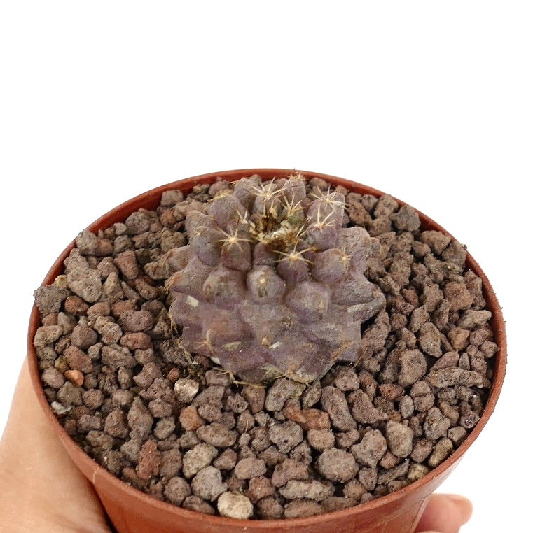Copiapoa serpentisulcata x humilis zeldzame kleine paarse vetplant cactus met doornen in pot