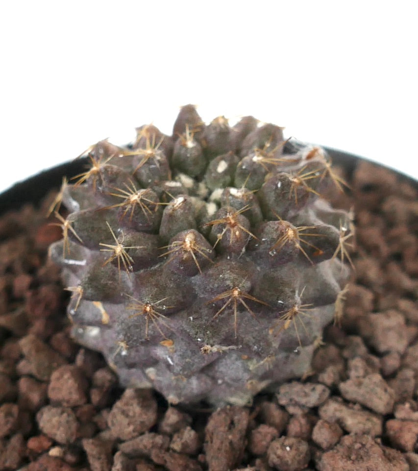 Copiapoa serpentisulcata x humilis sjelden mørk lilla sukkulent kaktus med små torner
