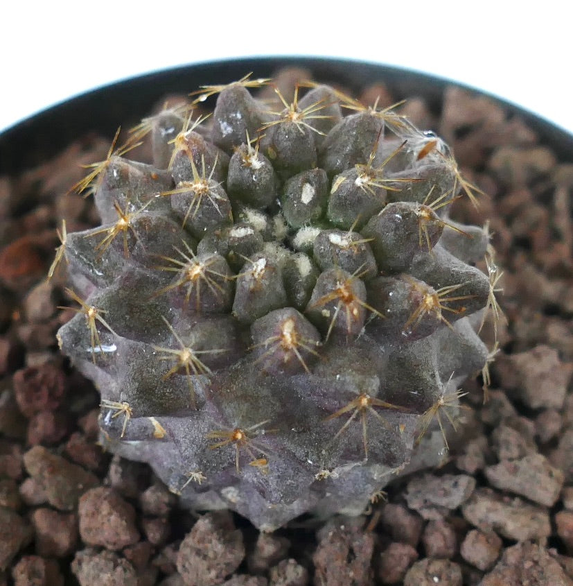 Copiapoa serpentisulcata x humilis liten mørk lilla sukkulent kaktus med gule pigger