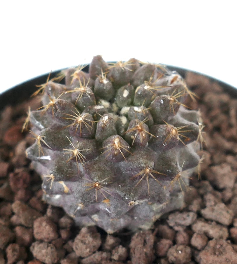 Copiapoa serpentisulcata x humilis sjelden mørk lilla saftig plantekaktus med skarpe torner
