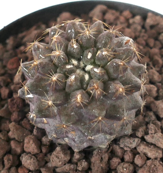 Copiapoa serpentisulcata x humilis sjelden mørk sukkulent kaktus med små pigger og teksturert overflate