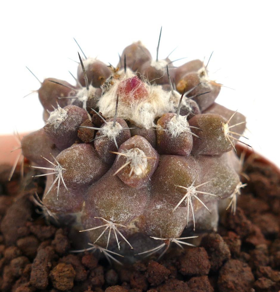 Copiapoa serpentisulcata x hypogaea suculenta rara con espinas densas y areolas lanosas