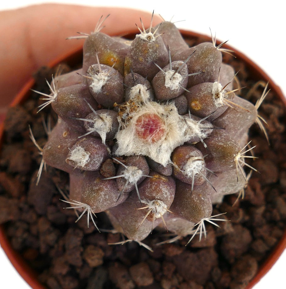 Copiapoa serpentisulcata x hypogaea suculenta rara púrpura con centro blanco lanoso y espinas afiladas