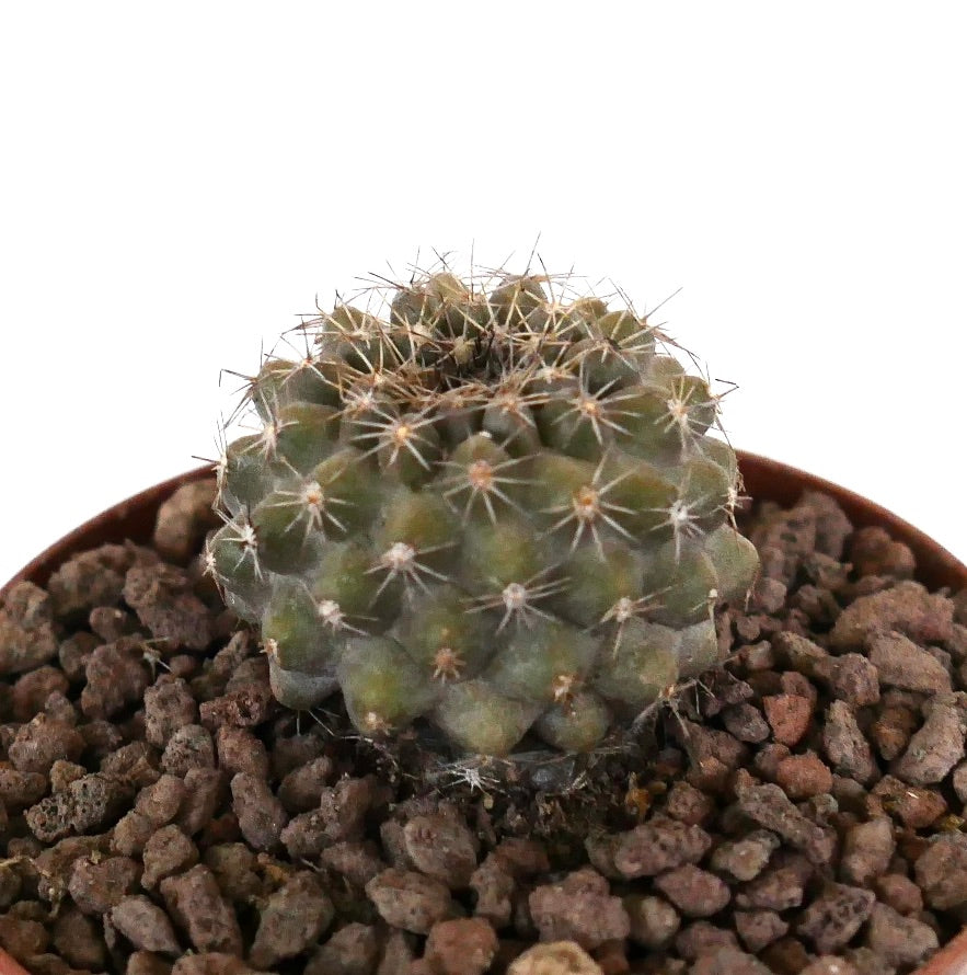 Kleiner runder Sukkulenten-Kaktus Copiapoa serpentisulcata x tenuissima mit dichten Dornen und strukturierter Oberfläche