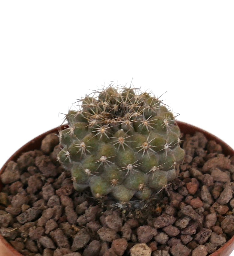 Kleine runde Kaktee Copiapoa serpentisulcata x tenuissima mit dichten Stacheln und grüner, strukturierter Oberfläche