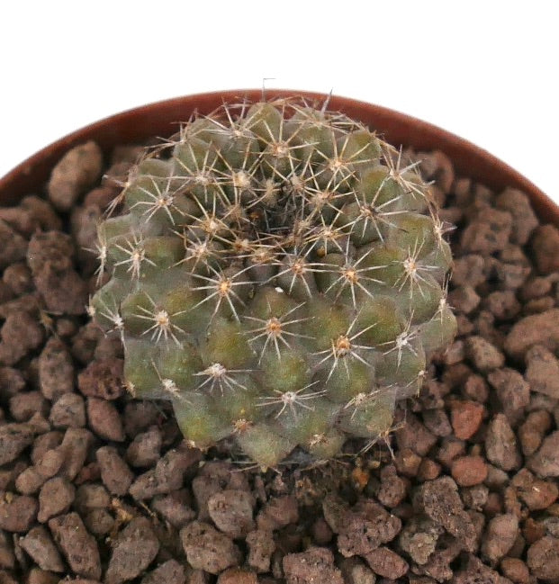 Kleine, runde Kaktee Copiapoa serpentisulcata x tenuissima mit feinen Dornen und strukturierter grüner Oberfläche