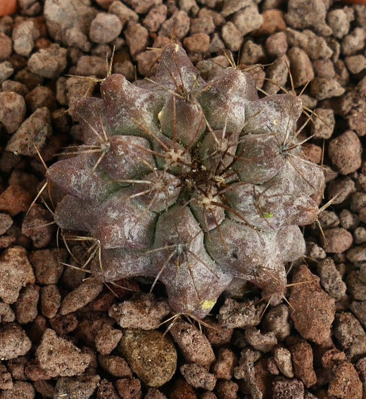 Copiapoa serpentsulcata X Copiapoa longistaminea seltener Sukkulenten-Kaktus mit dicken Dornen und strukturierter Oberfläche