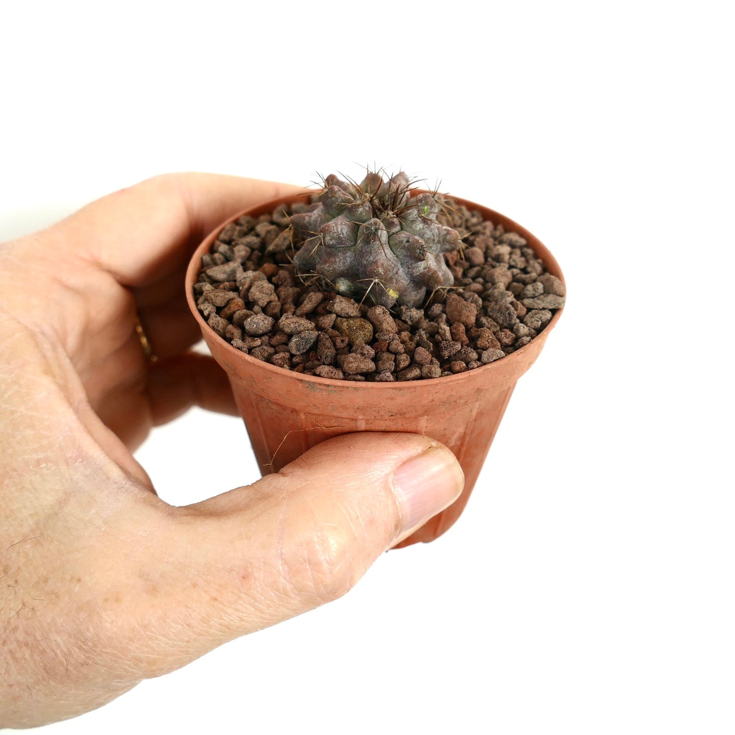 Copiapoa serpentsulcata X Copiapoa longistaminea piccolo e raro cactus con spine scure in vaso di terracotta