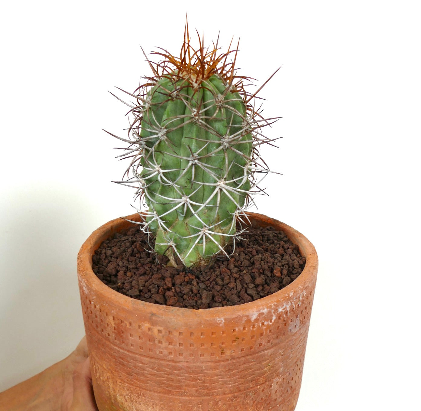 Copiapoa solaris