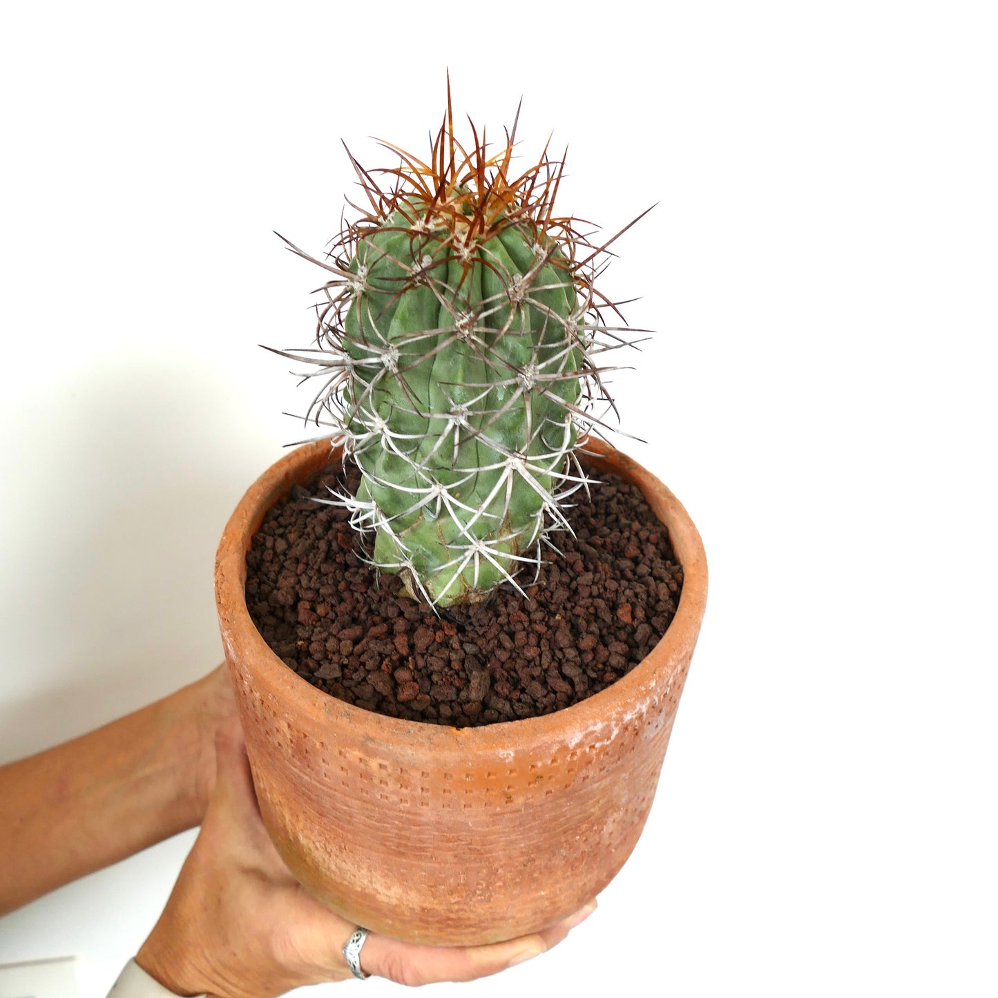 Copiapoa solaris