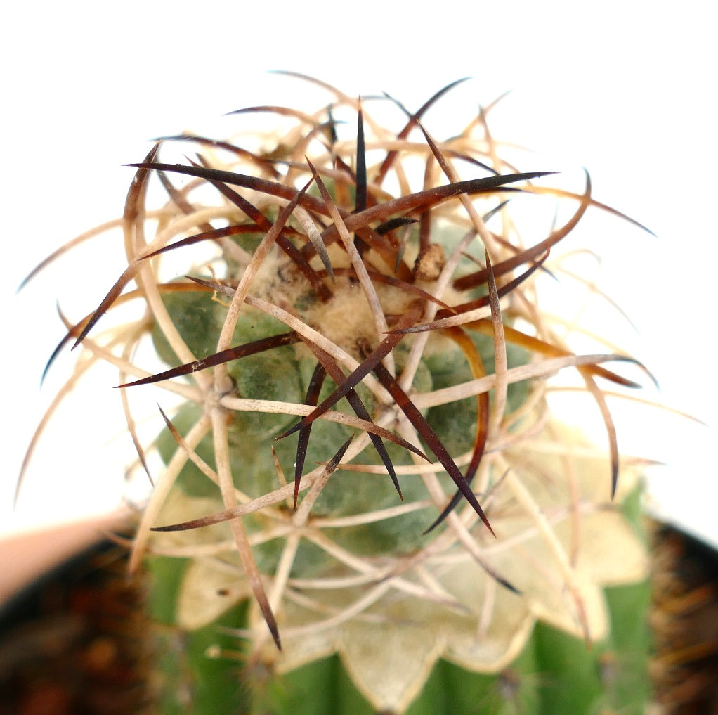 Copiapoa solaris