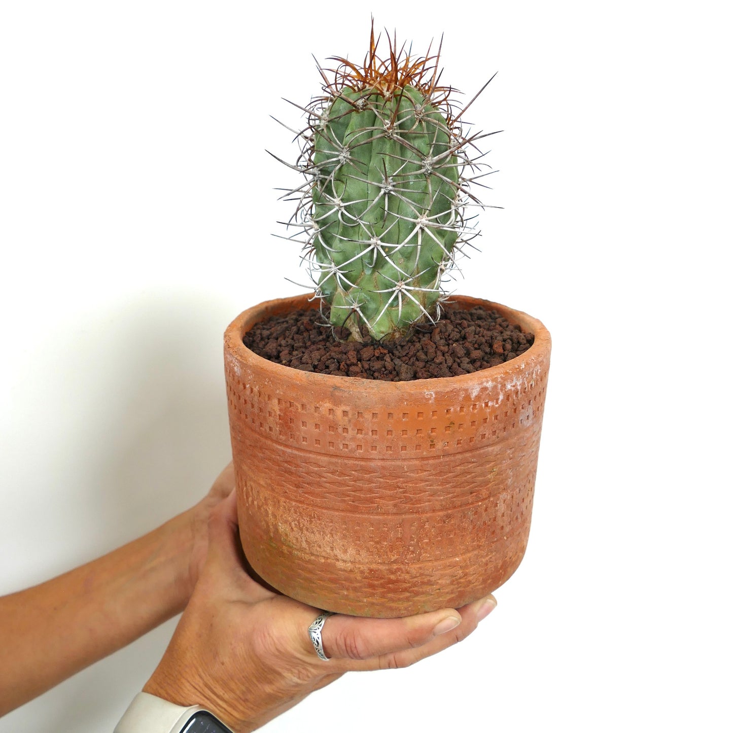 Copiapoa solaris