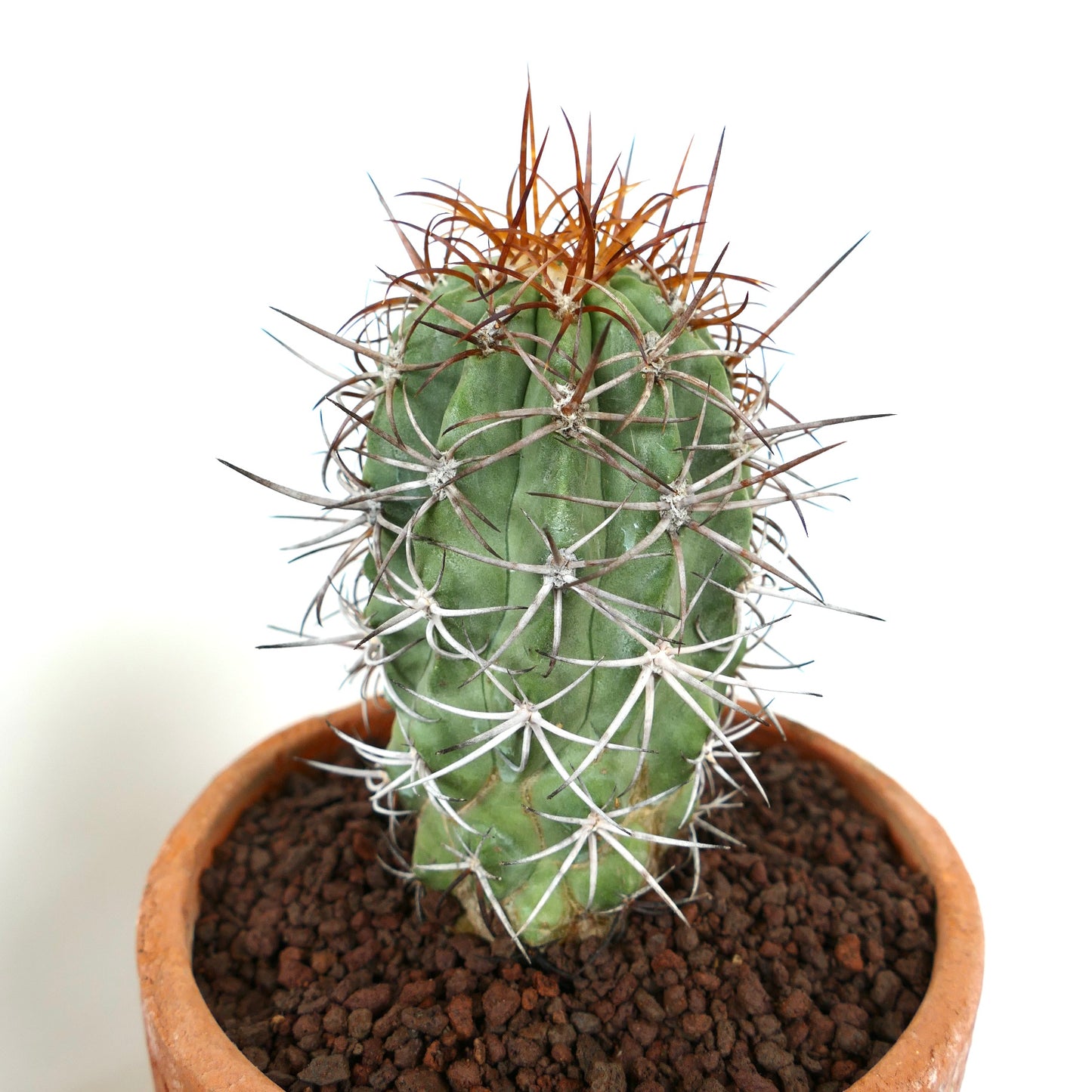 Copiapoa solaris