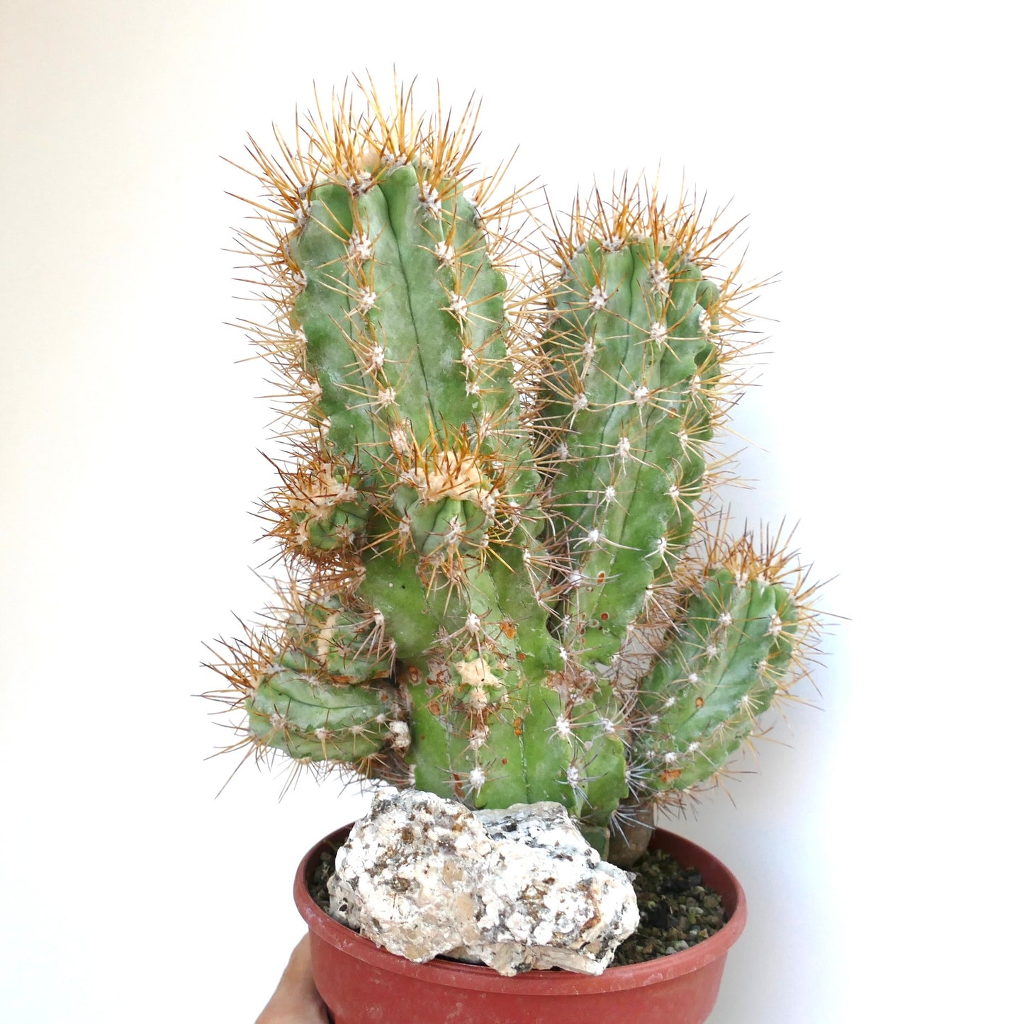 Potted Copiapoa solaris cactus with multiple upright green stems, covered in clusters of long golden-brown spines.