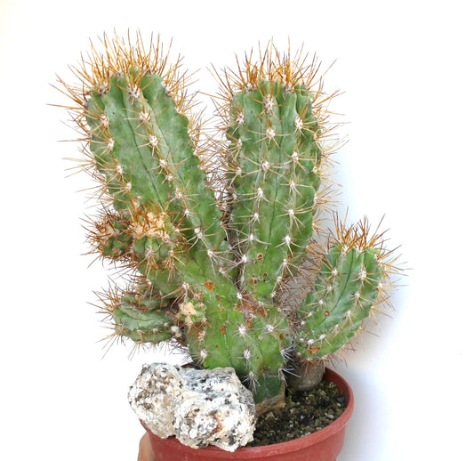 Close-up of Copiapoa solaris stem showing dense clusters of yellow spines and small new offshoots forming at the areoles.