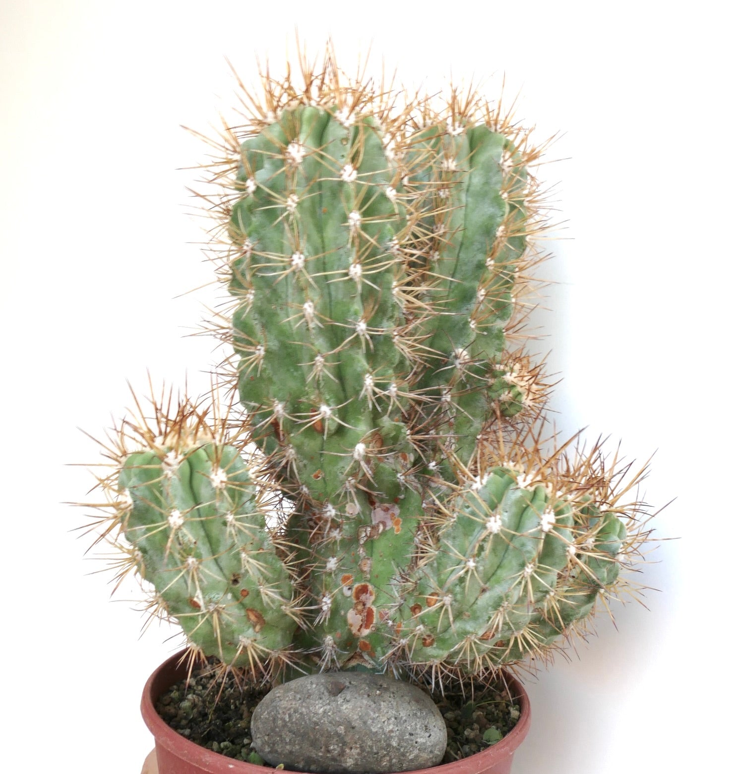 Copiapoa solaris cactus with tall ribbed stems and golden spines, growing in a brown plastic pot with decorative rock.