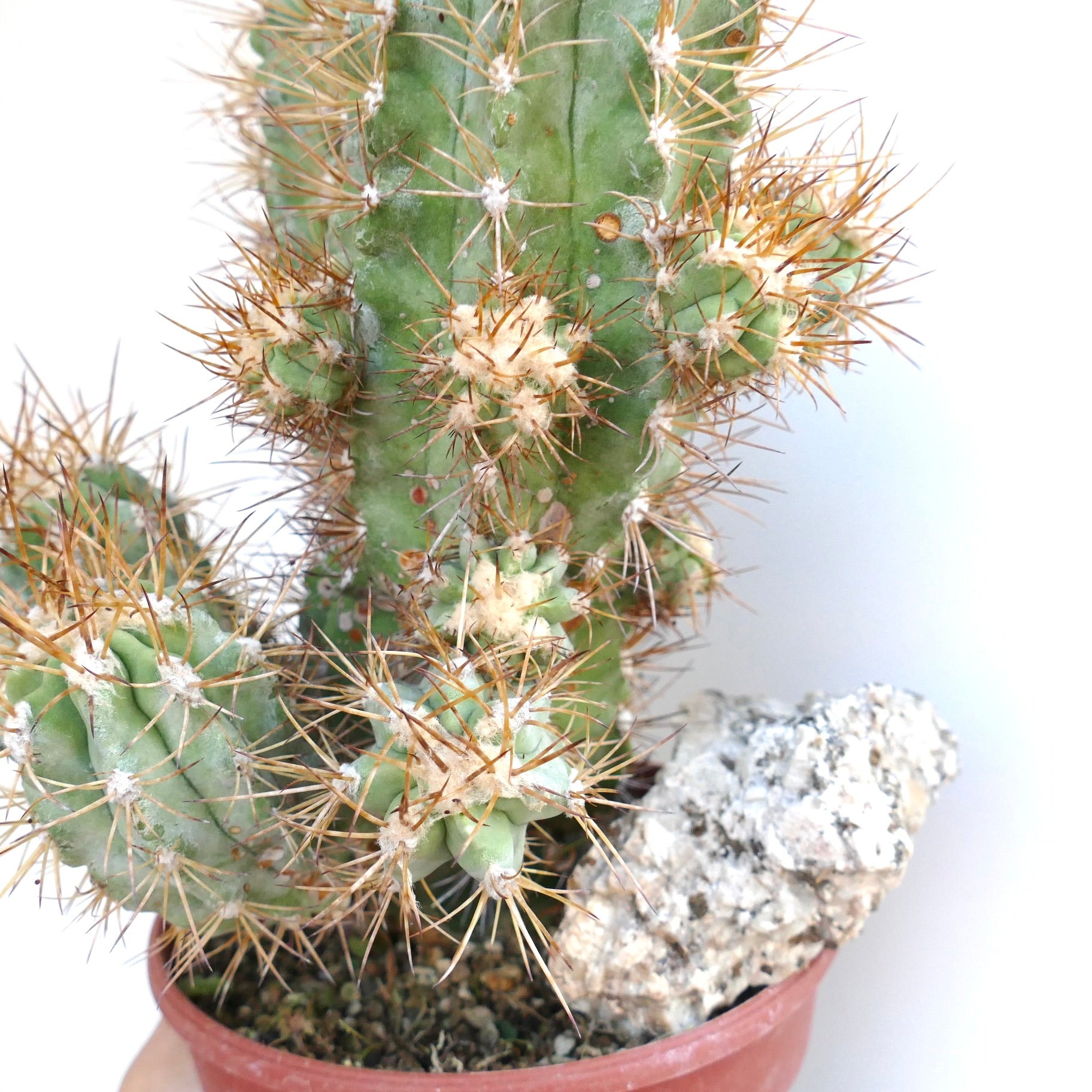 Copiapoa solaris cactus with tall ribbed stems and golden spines, growing in a brown plastic pot with decorative rock.