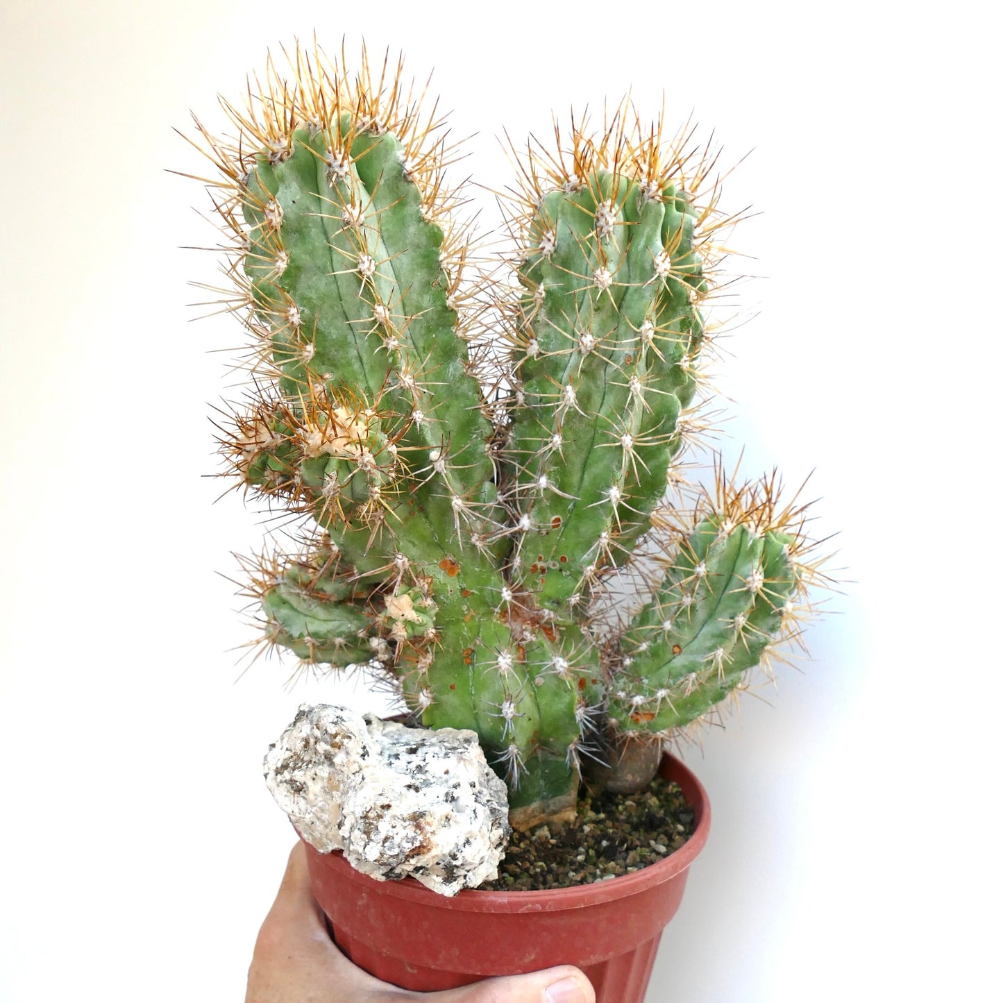 Cluster of Copiapoa solaris stems with prominent ribs and long sharp spines, potted with a rounded stone at the base.