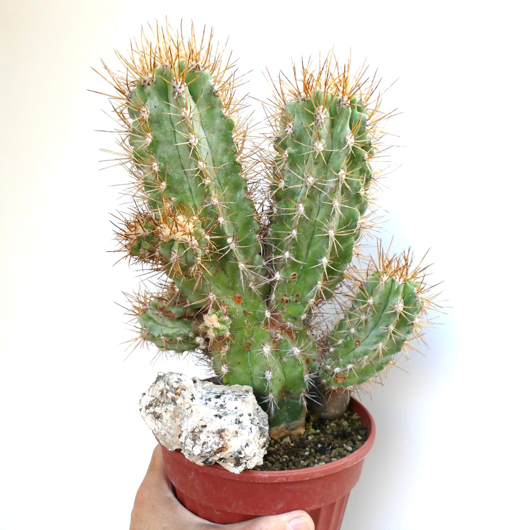 Cluster of Copiapoa solaris stems with prominent ribs and long sharp spines, potted with a rounded stone at the base.