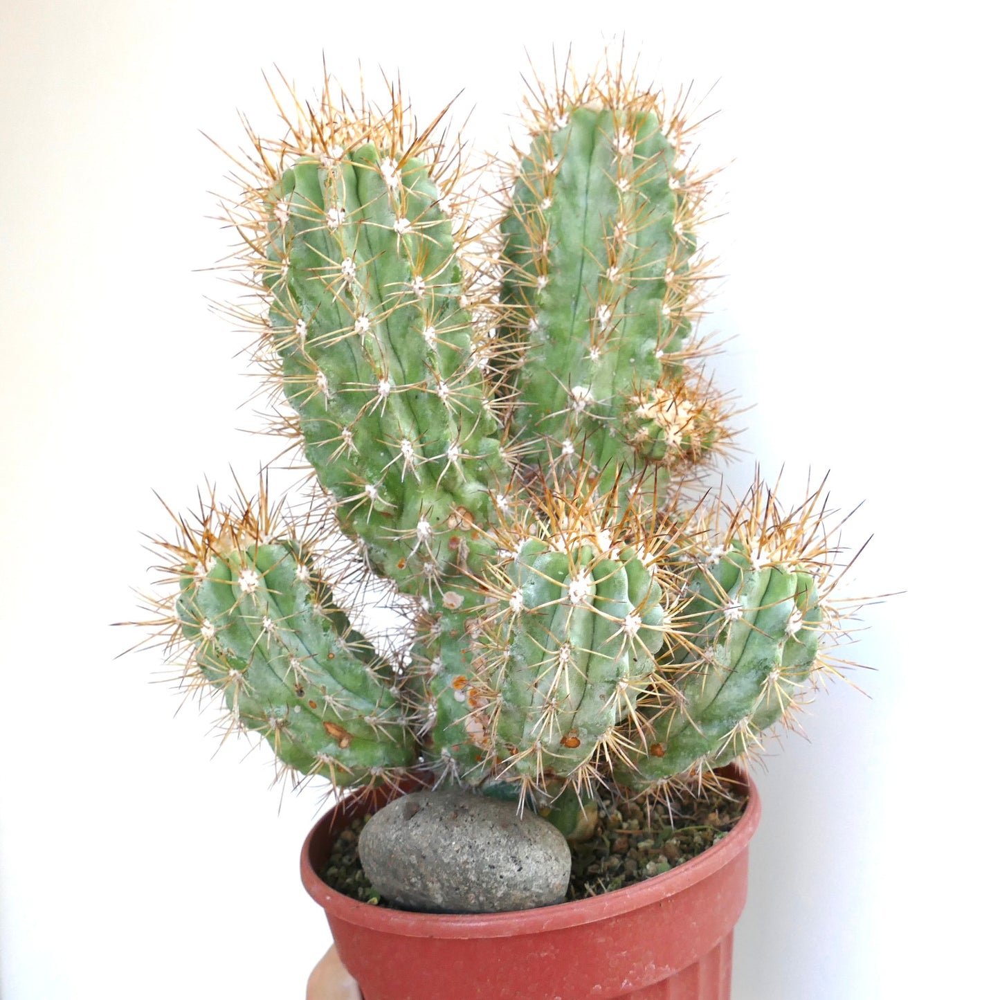 Upright Copiapoa solaris cactus with multiple ribbed stems, dense golden spines, and white rock placed in the pot.