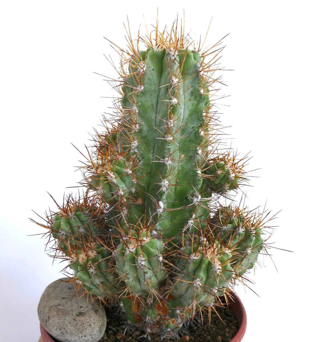 Close-up of a Copiapoa solaris cactus in a pot, showing its tall green columnar stem with multiple smaller offsets and long sharp brown spines.