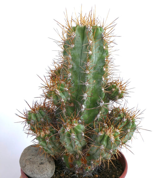 Close-up of a Copiapoa solaris cactus in a pot, showing its tall green columnar stem with multiple smaller offsets and long sharp brown spines.