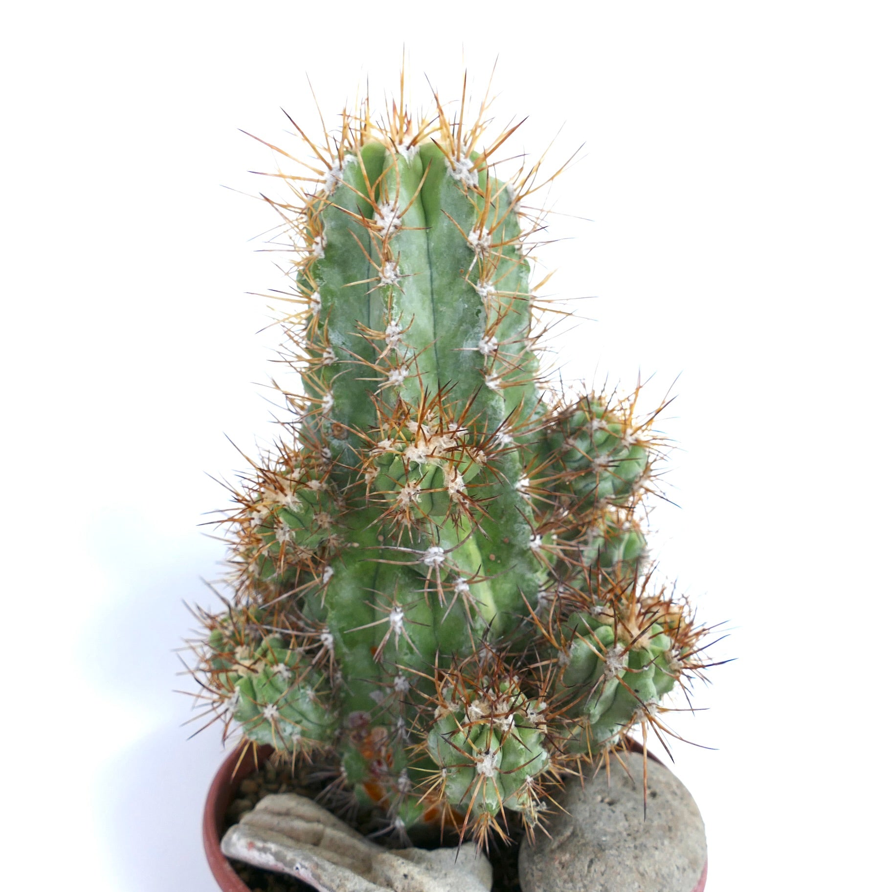 Potted Copiapoa solaris cactus with clustered stems and dense golden-brown spines against a white background.