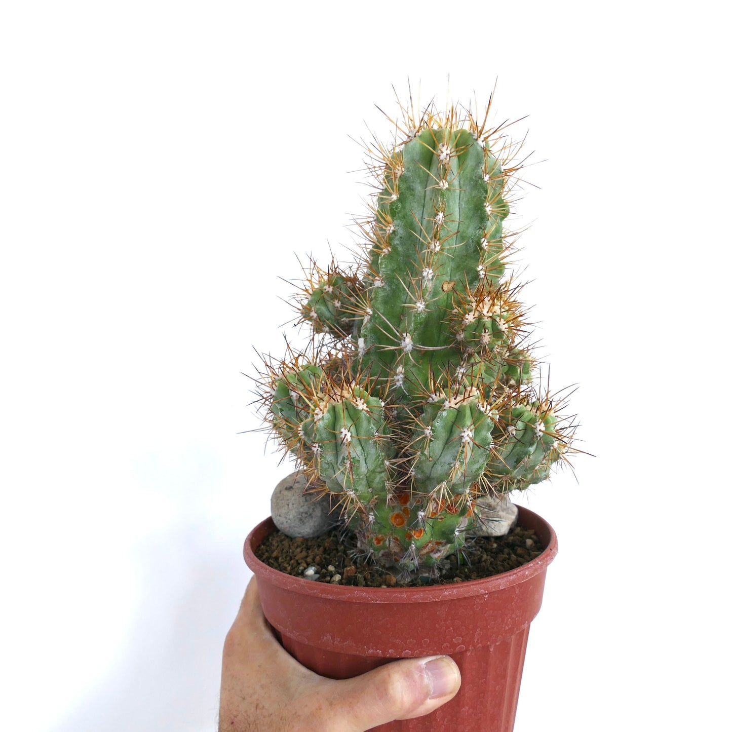 Hand holding a plastic pot with a Copiapoa solaris cactus, featuring a central column and several offsets covered in long spines.