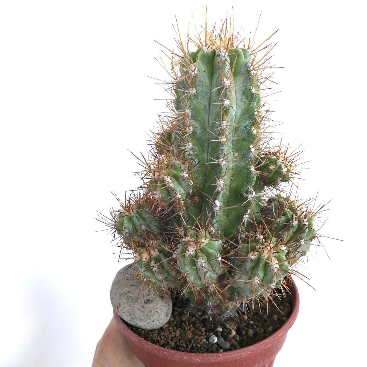 Copiapoa solaris cactus in a pot with gravel and a stone, displaying its ribbed green stems and prominent radial spines.