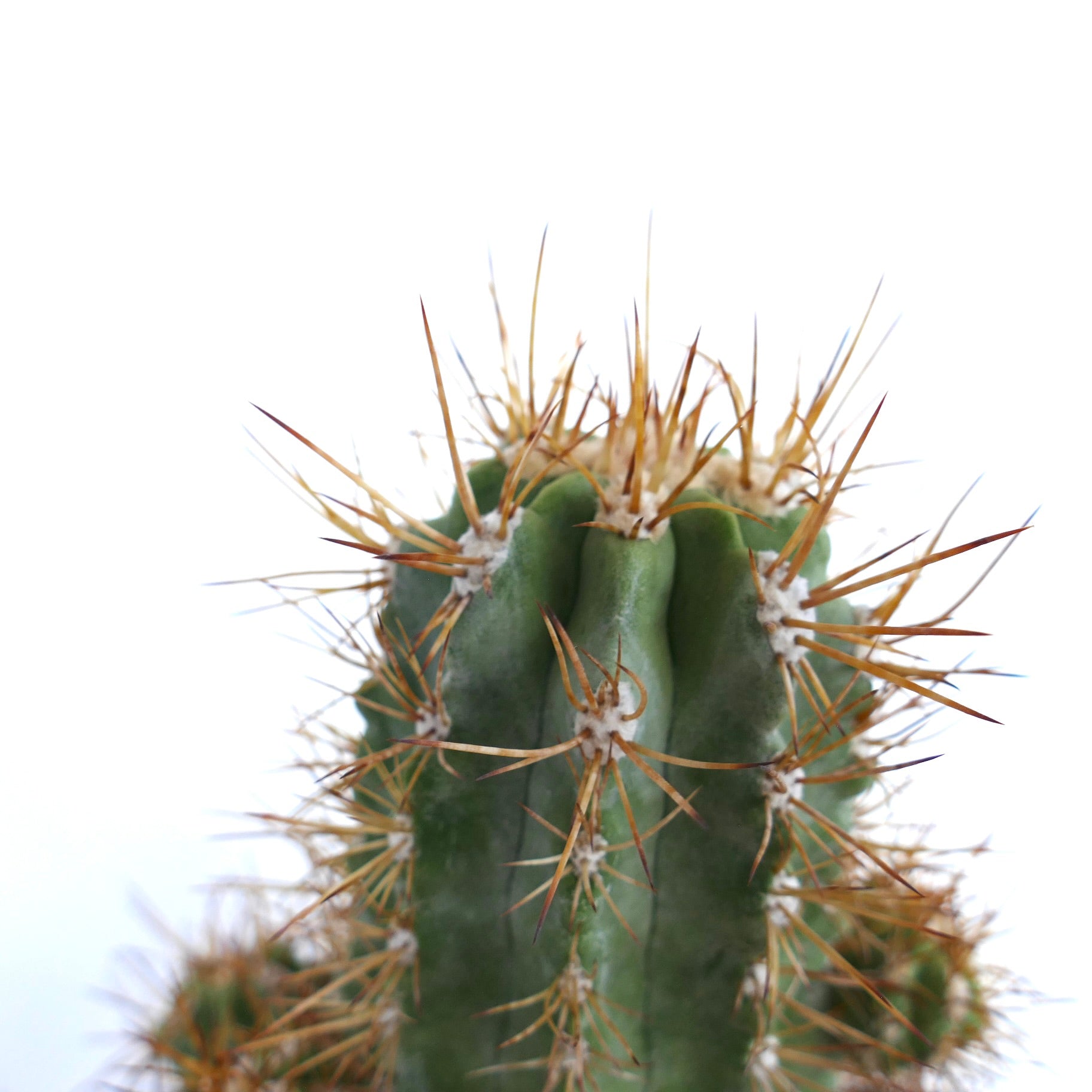 Close-up of the top of a Copiapoa solaris cactus, highlighting its green ridges and long golden spines.