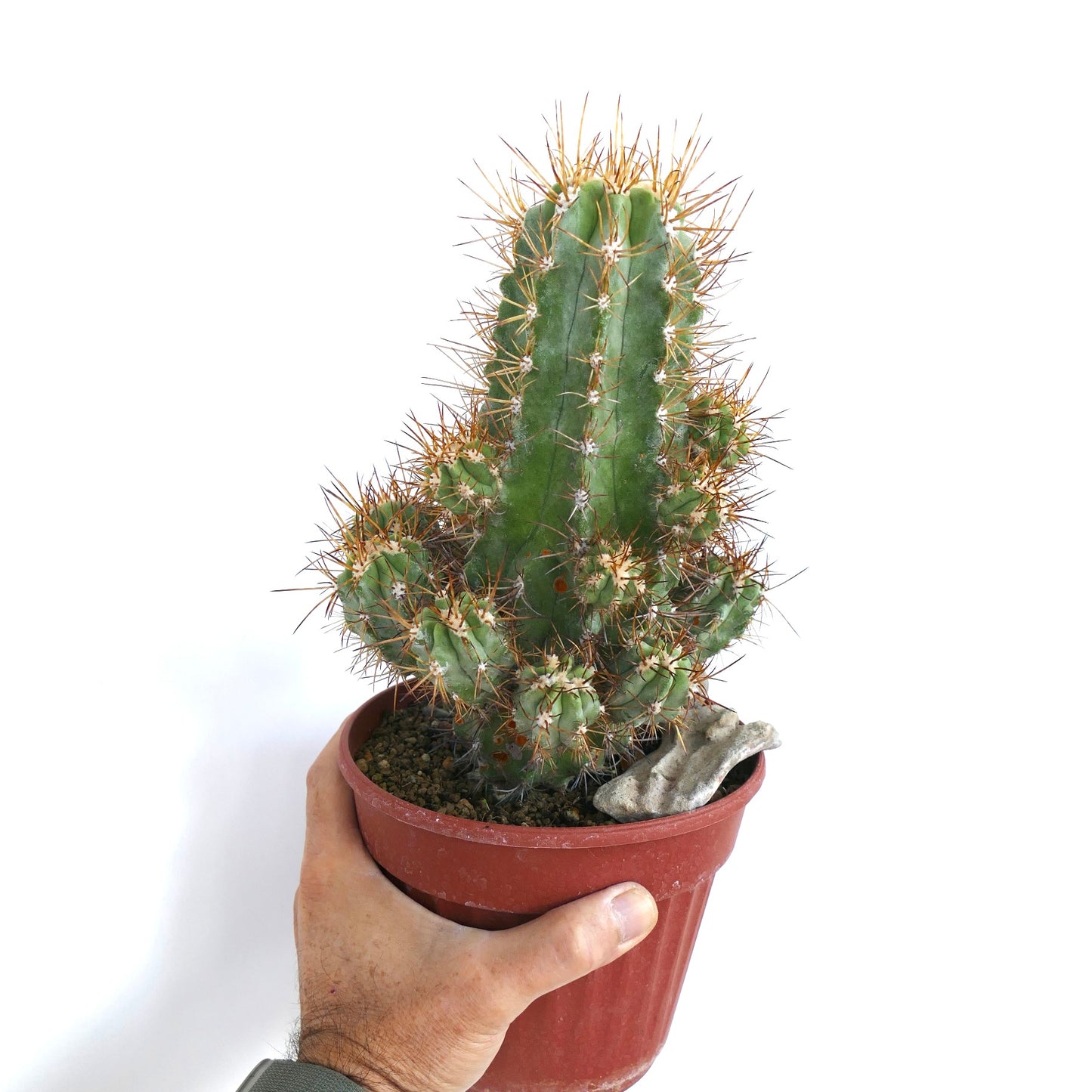 Hand holding a potted Copiapoa solaris cactus, showing its tall ribbed stem with multiple offsets and dense brown spines.