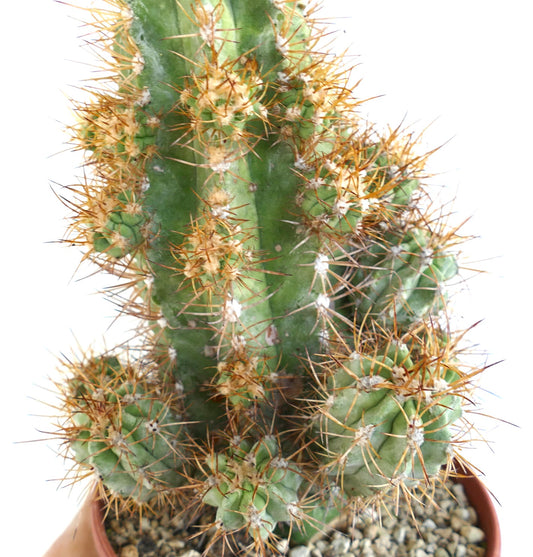 Copiapoa solaris rare grafted cactus with 23 spiny succulent heads in pot