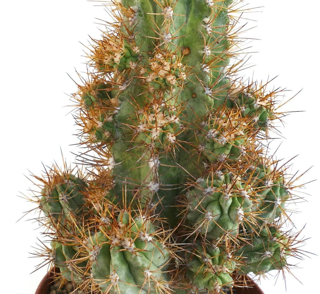 Copiapoa solaris suculenta injertada rara con 23 cabezas verdes espinosas en maceta