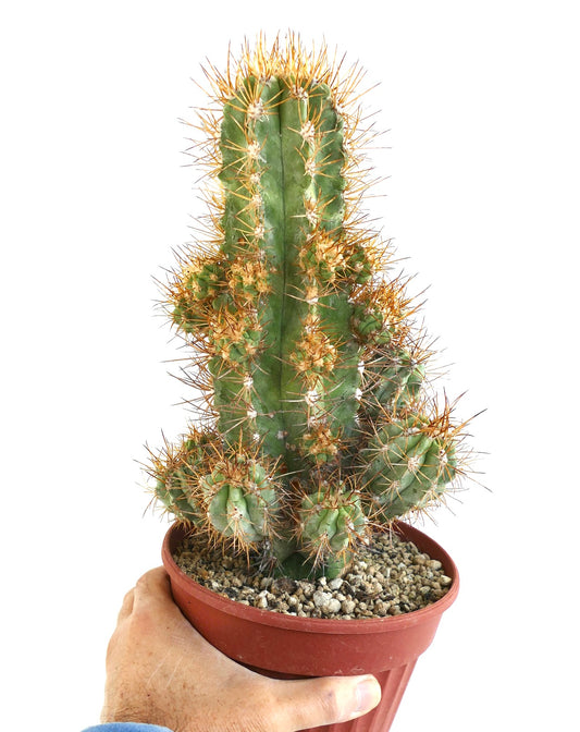 Copiapoa solaris rare succulent cactus with 23 heads grafted in pot