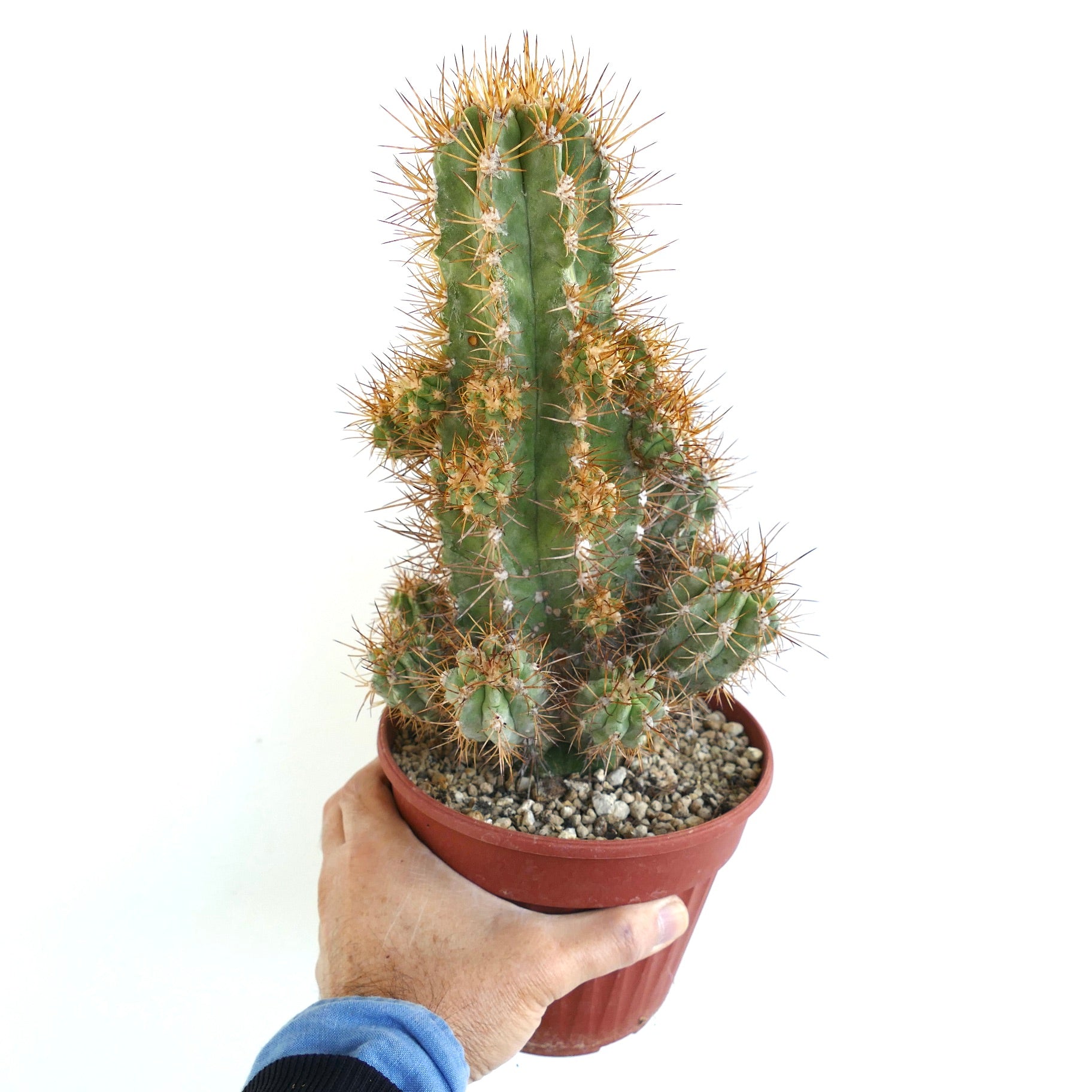 Copiapoa solaris raro cactus suculento con 23 cabezas espinosas injertadas en maceta