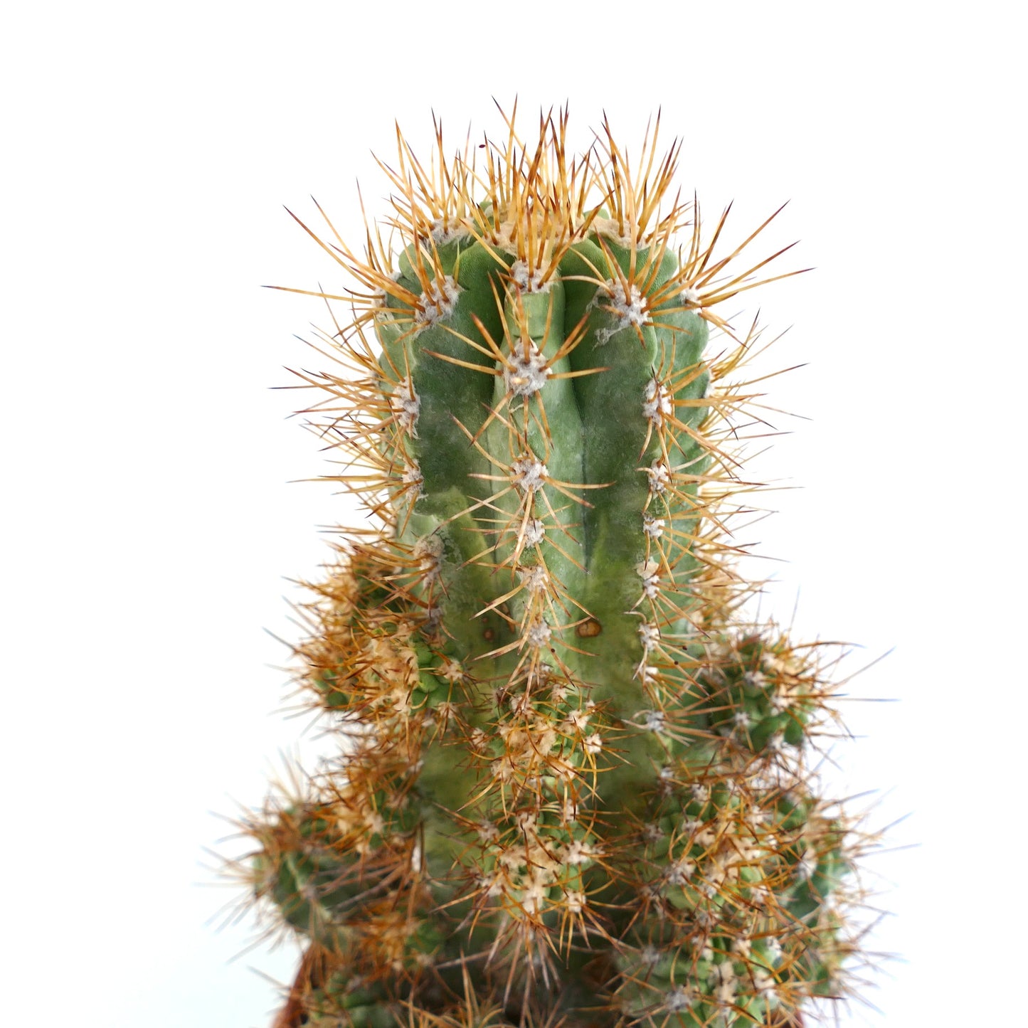 Copiapoa solaris raro cactus injertado con 23 cabezas suculentas verdes espinosas en maceta