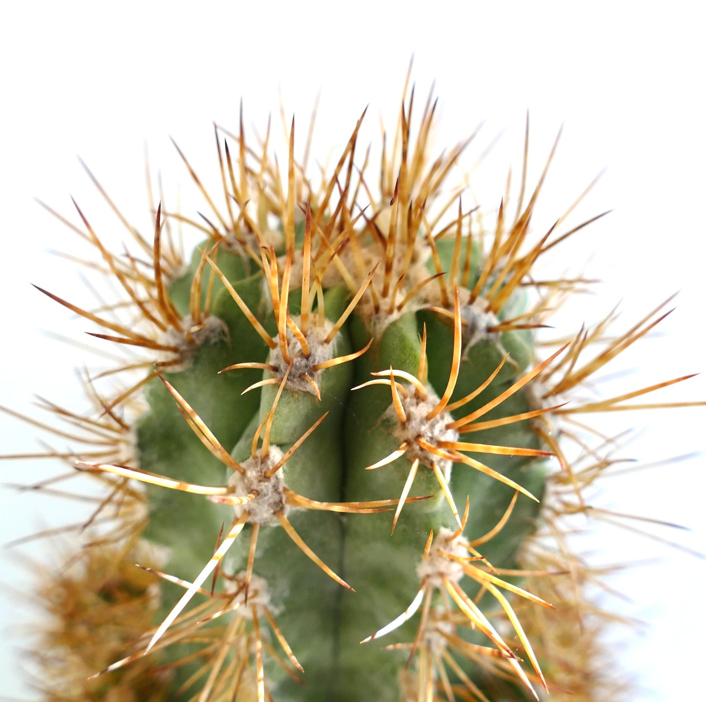 Cactus injertado raro Copiapoa solaris con 23 cabezas suculentas espinosas en maceta
