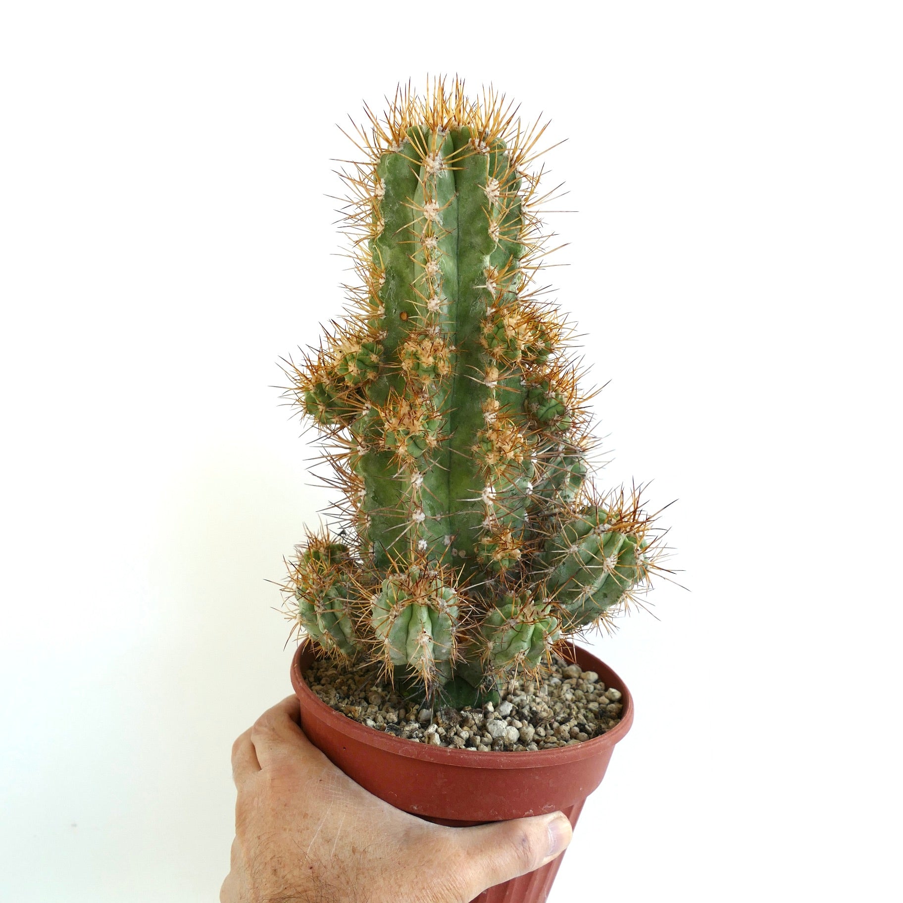 Copiapoa solaris suculenta rara con 23 cabezas espinosas injertadas en maceta