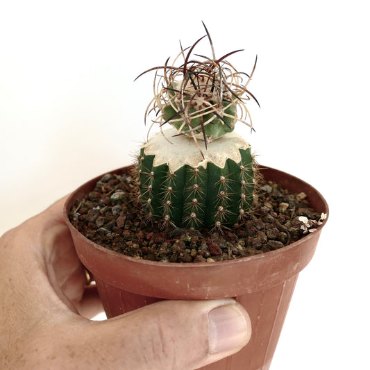 Copiapoa solaris GRAFTED