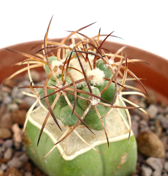 コピアポア　ソラリス　現地球① Copiapoa solaris コピアポア ソラリス 沙羅玉 ᴊᴏsʜᴜᴀ