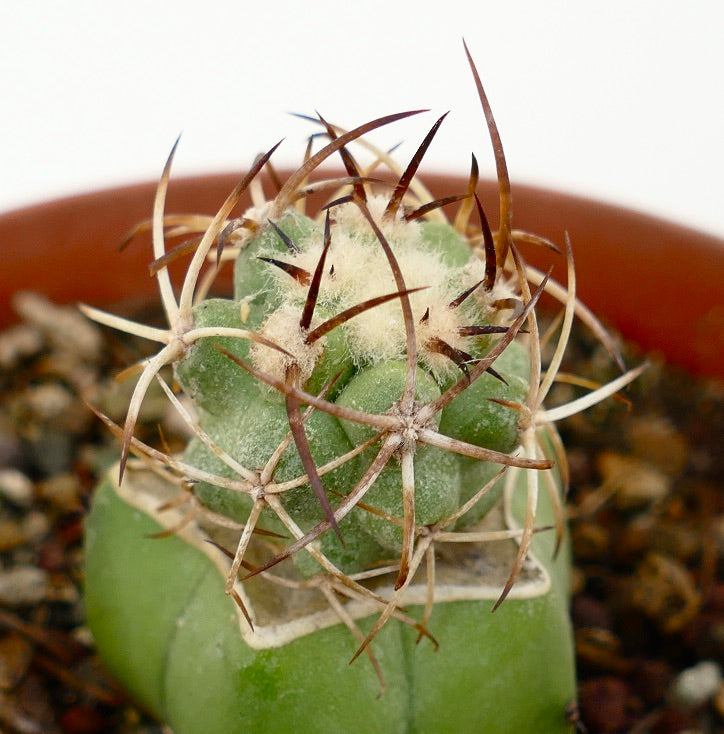 Copiapoa solaris