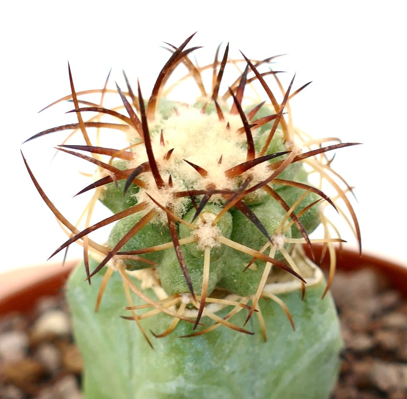 Copiapoa solaris