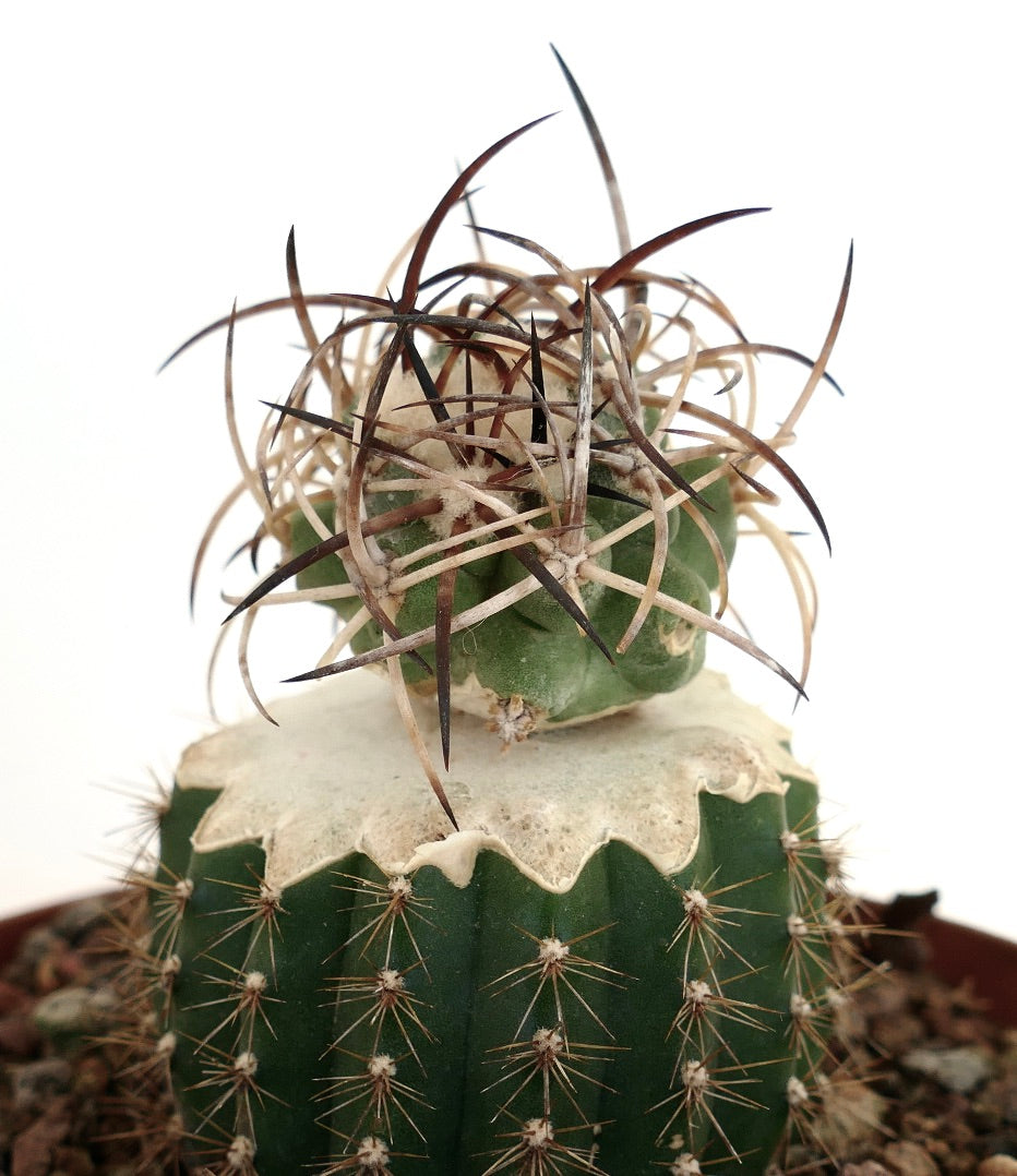 Copiapoa solaris GRAFTED