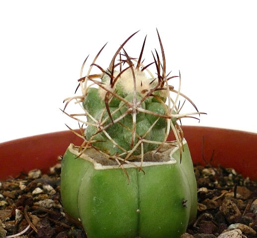 Copiapoa solaris