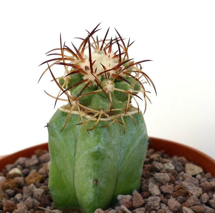 Copiapoa solaris