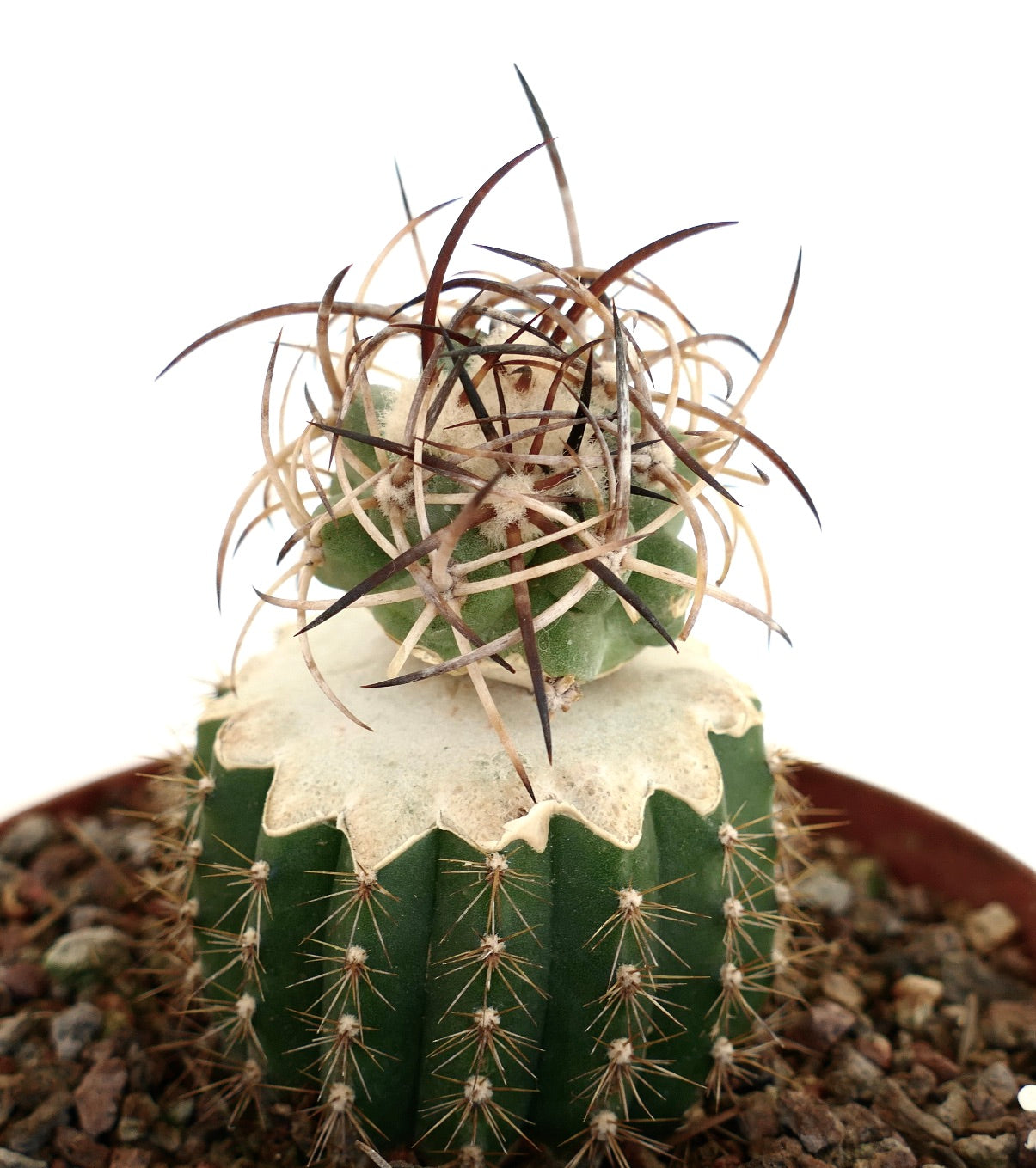 Copiapoa solaris GRAFTED