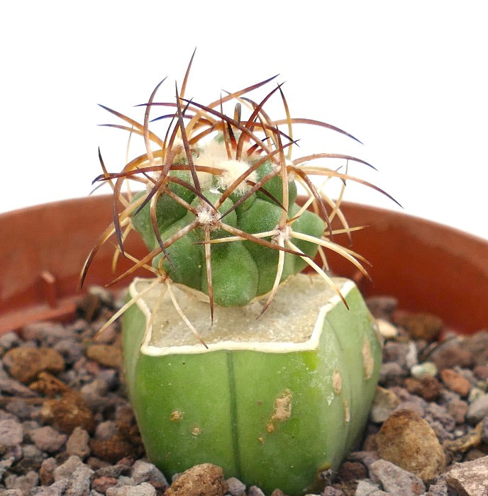 Copiapoa solaris