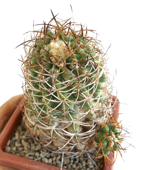 ポット入りのコピアポア・ソラリス、密集した茶色の棘と緑色のこぶが特徴の希少なサボテン